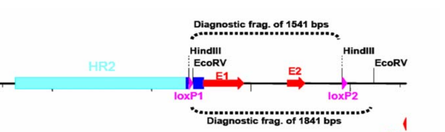 Slc3a2基因敲除小鼠