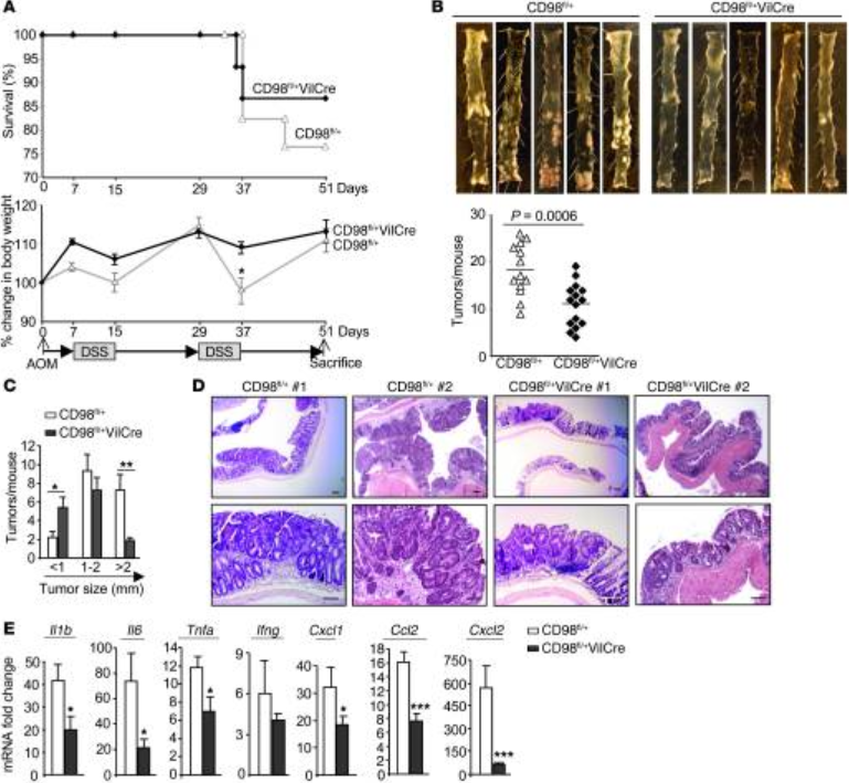 Slc3a2基因敲除小鼠