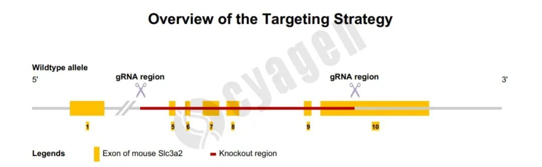 Slc3a2基因敲除小鼠