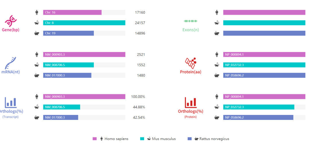 Nqo1基因敲除小鼠 Nqo1基因敲除小鼠