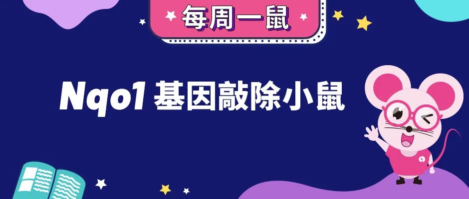 Nqo1基因敲除小鼠 Nqo1基因敲除小鼠