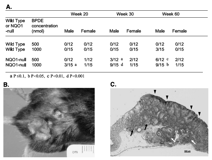 Nqo1基因敲除小鼠 Nqo1基因敲除小鼠