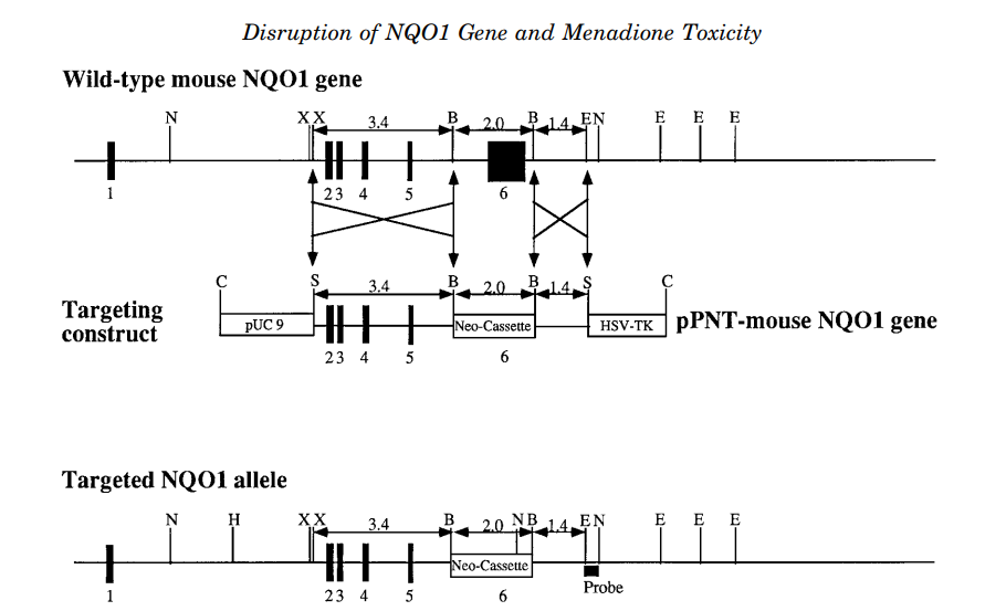 Nqo1基因敲除小鼠 Nqo1基因敲除小鼠