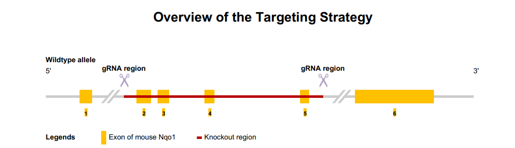 Nqo1基因敲除小鼠 Nqo1基因敲除小鼠