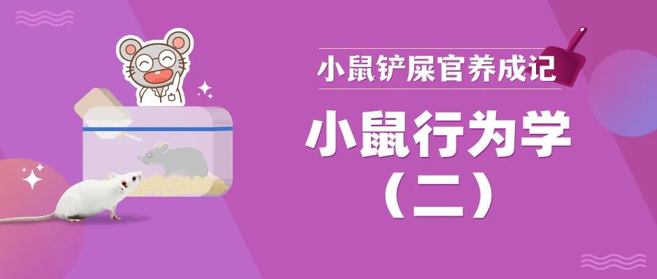 小鼠行为学