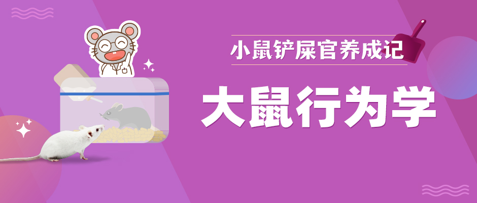 大鼠行为学 大鼠行为学