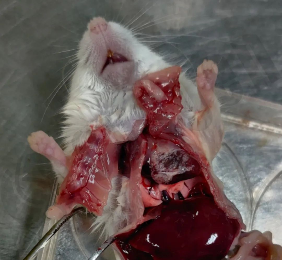 小鼠疾病如何辨别