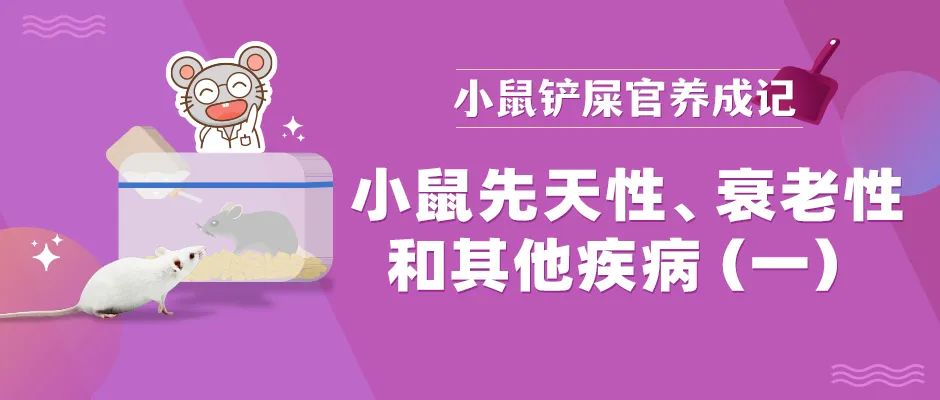 小鼠疾病如何辨别