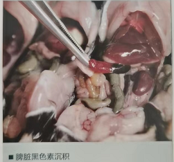 小鼠疾病如何辨别