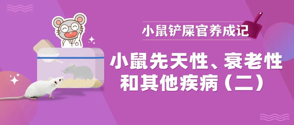 小鼠先天性、衰老性疾病