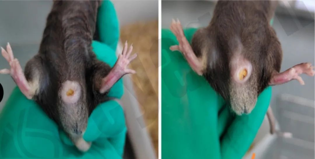 小鼠先天性、衰老性疾病