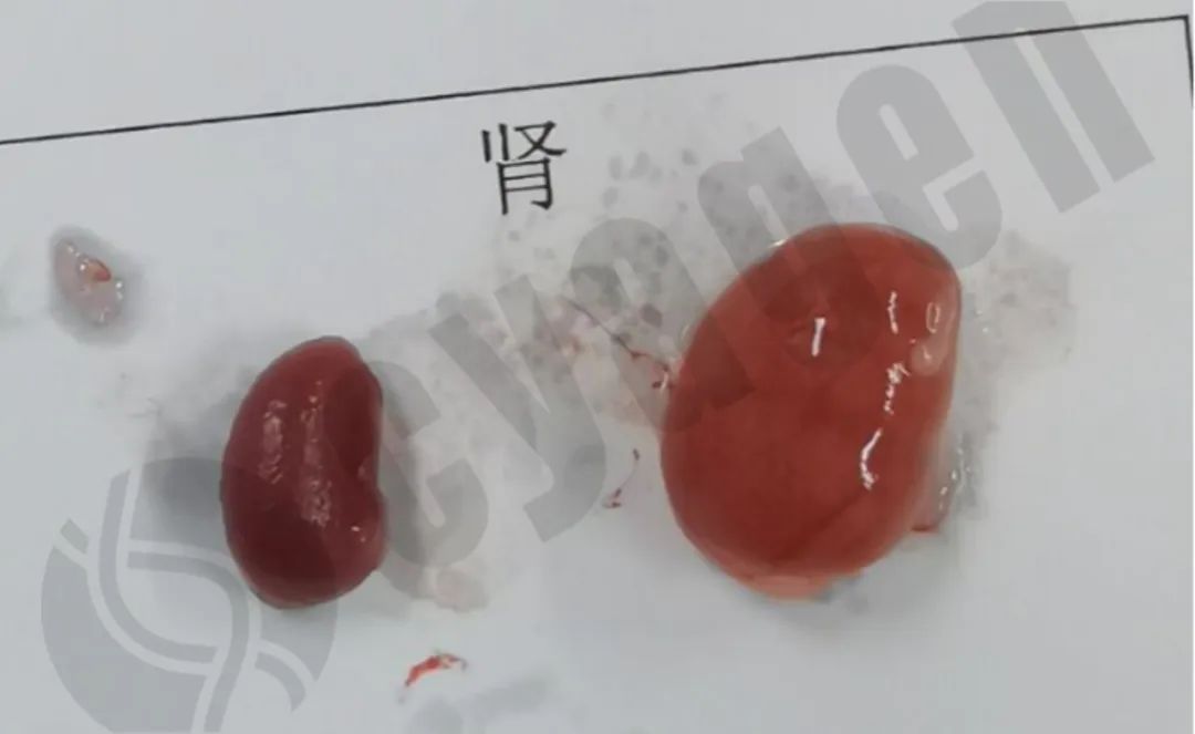 小鼠先天性、衰老性疾病