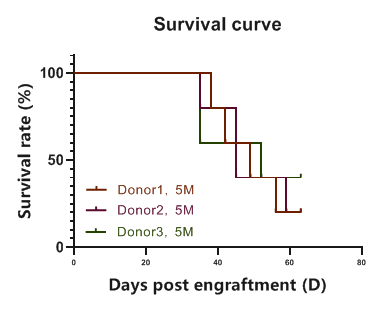 重度免疫缺陷小鼠