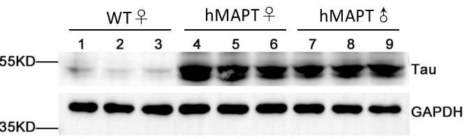 HUGO-GT™全基因组人源化小鼠 HUGO-GT™全基因组人源化小鼠