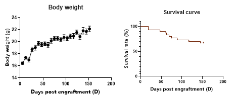 人免疫系统重建小鼠