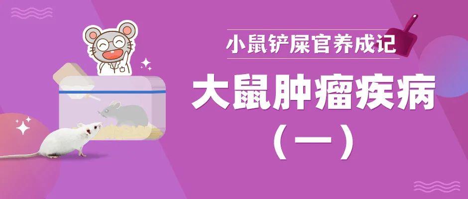 大鼠肿瘤疾病