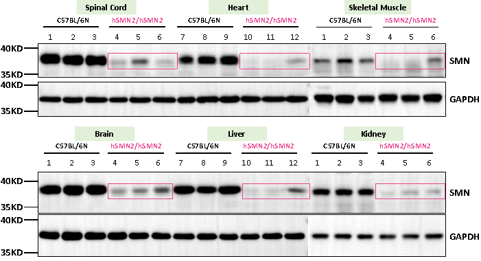 B6-hSMN2(SMA)小鼠