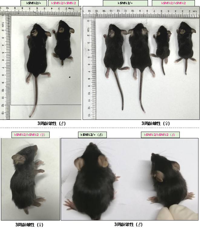 B6-hSMN2(SMA)小鼠