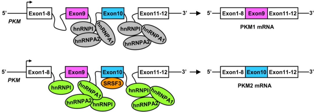 PKM1基因敲除小鼠