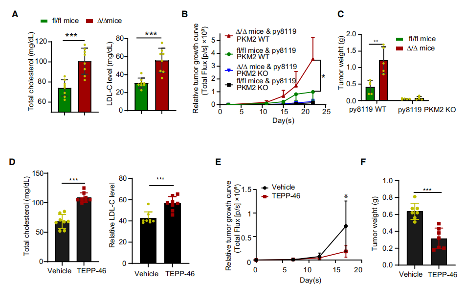 PKM1基因敲除小鼠