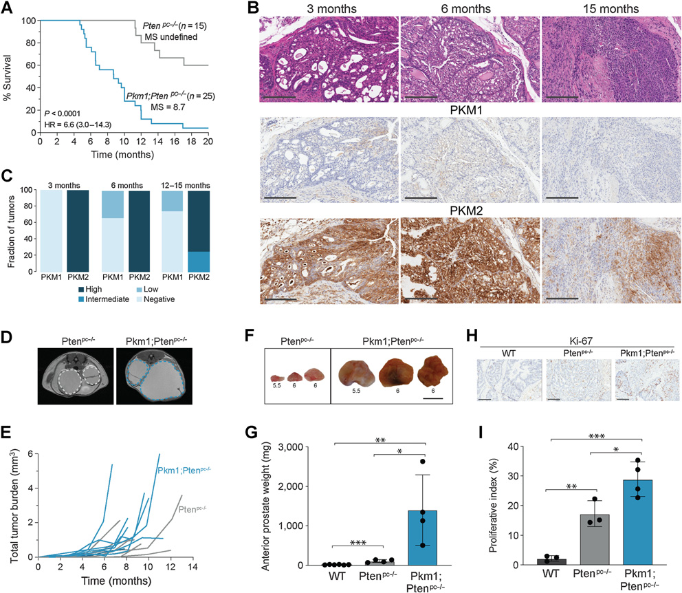 PKM1基因敲除小鼠