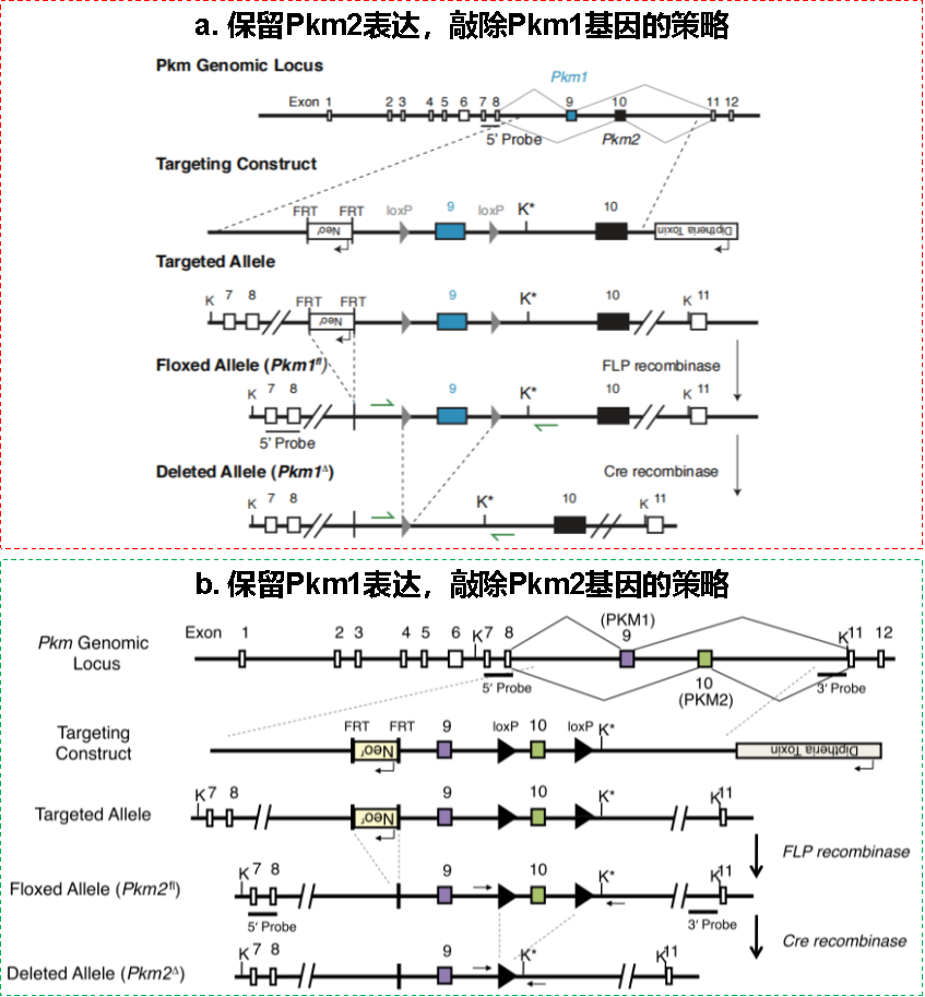 PKM1基因敲除小鼠