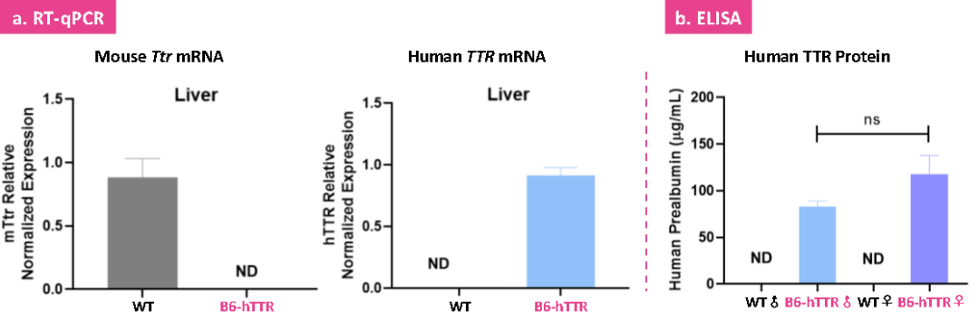 hTTR&hTTR V50M人源化小鼠