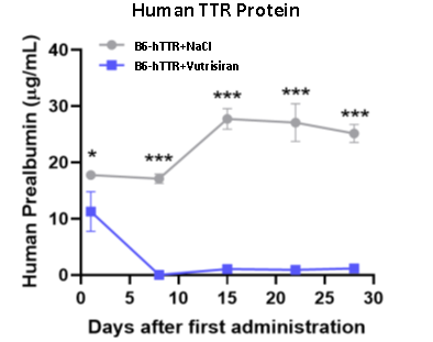 hTTR&hTTR V50M人源化小鼠
