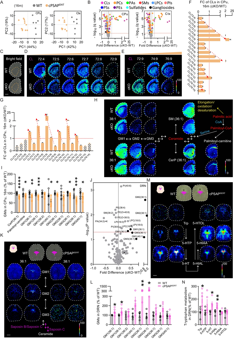 围绕溶酶体蛋白PSAP的新研究有望带来帕金森病的新疗法