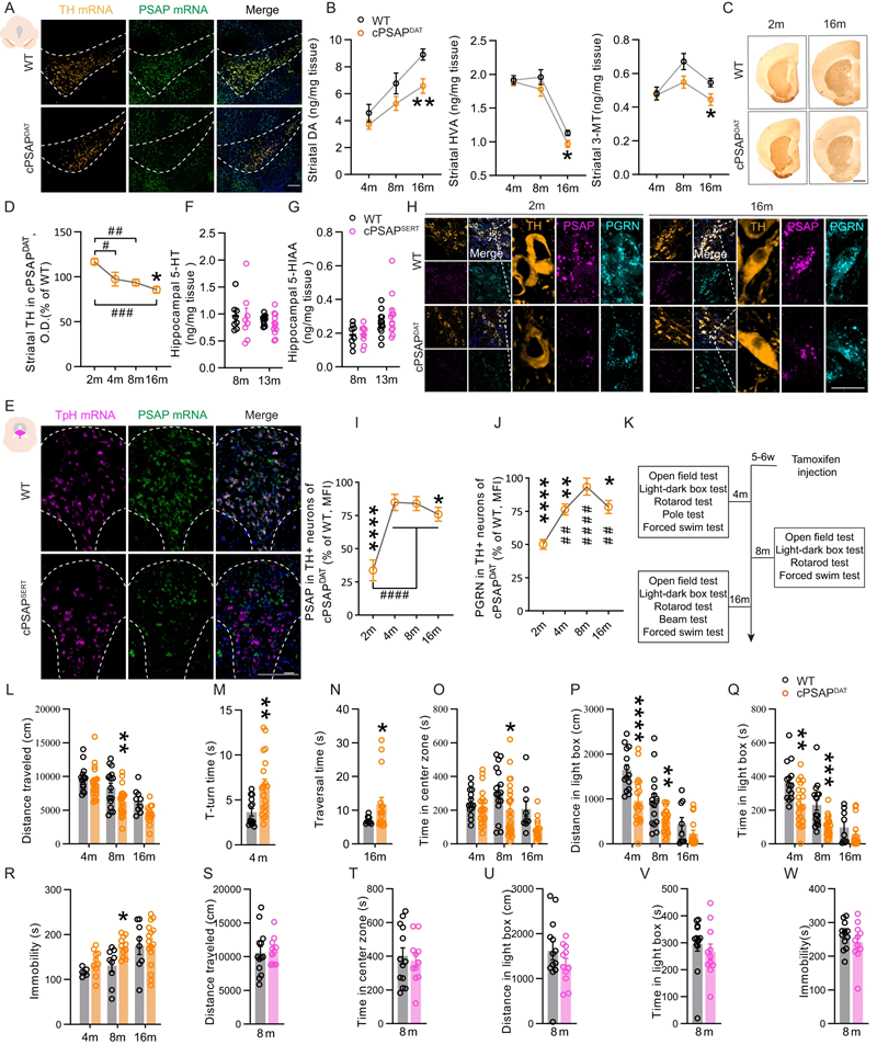 围绕溶酶体蛋白PSAP的新研究有望带来帕金森病的新疗法