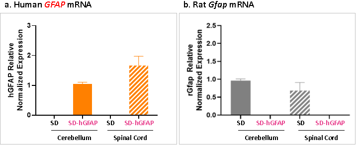 GFAP人源化大鼠 GFAP人源化大鼠