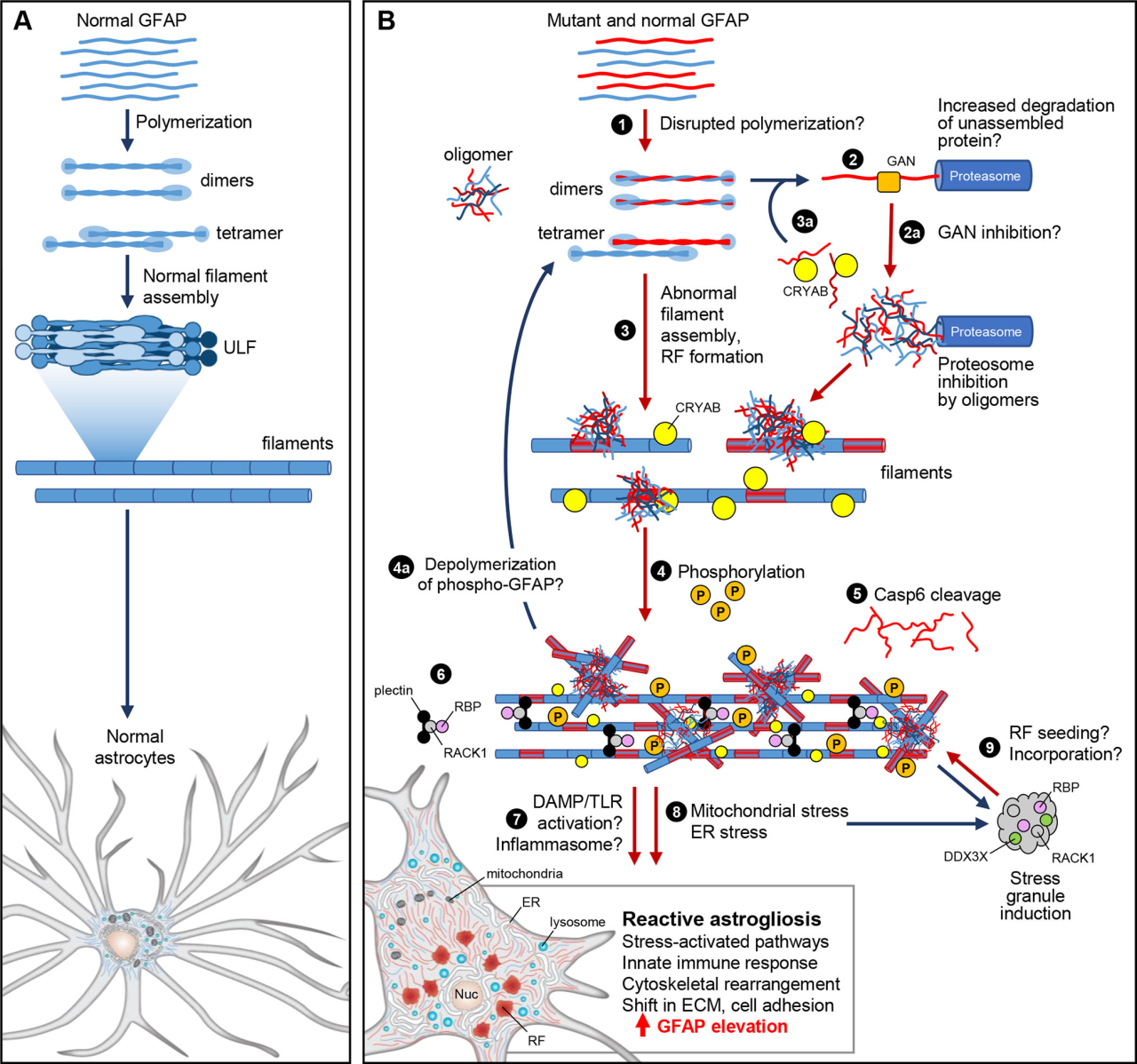 GFAP人源化大鼠 GFAP人源化大鼠
