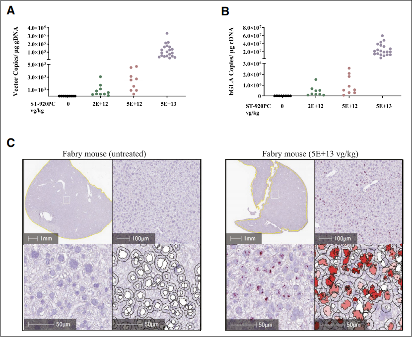Gla-KO小鼠 Gla-KO小鼠