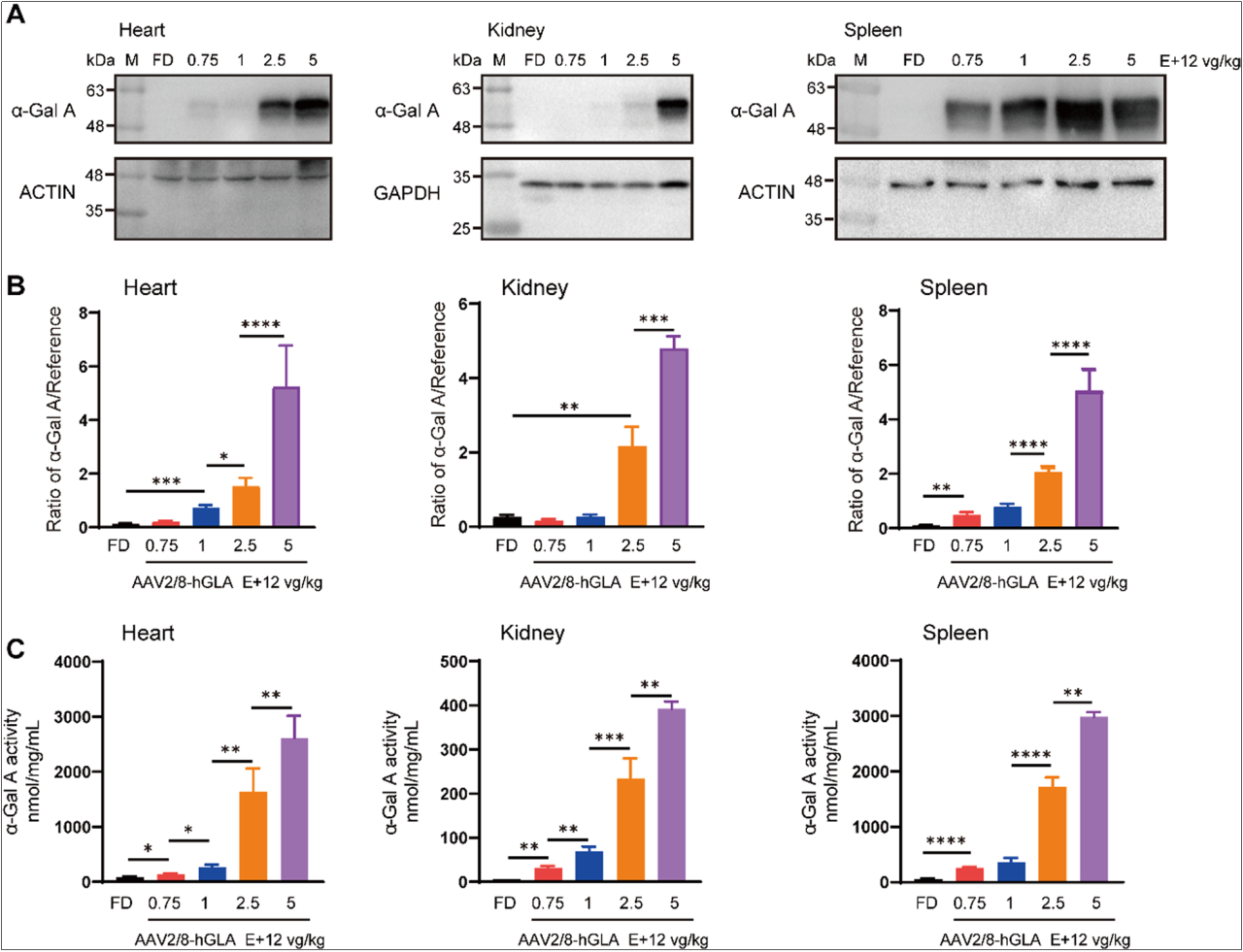 Gla-KO小鼠 Gla-KO小鼠
