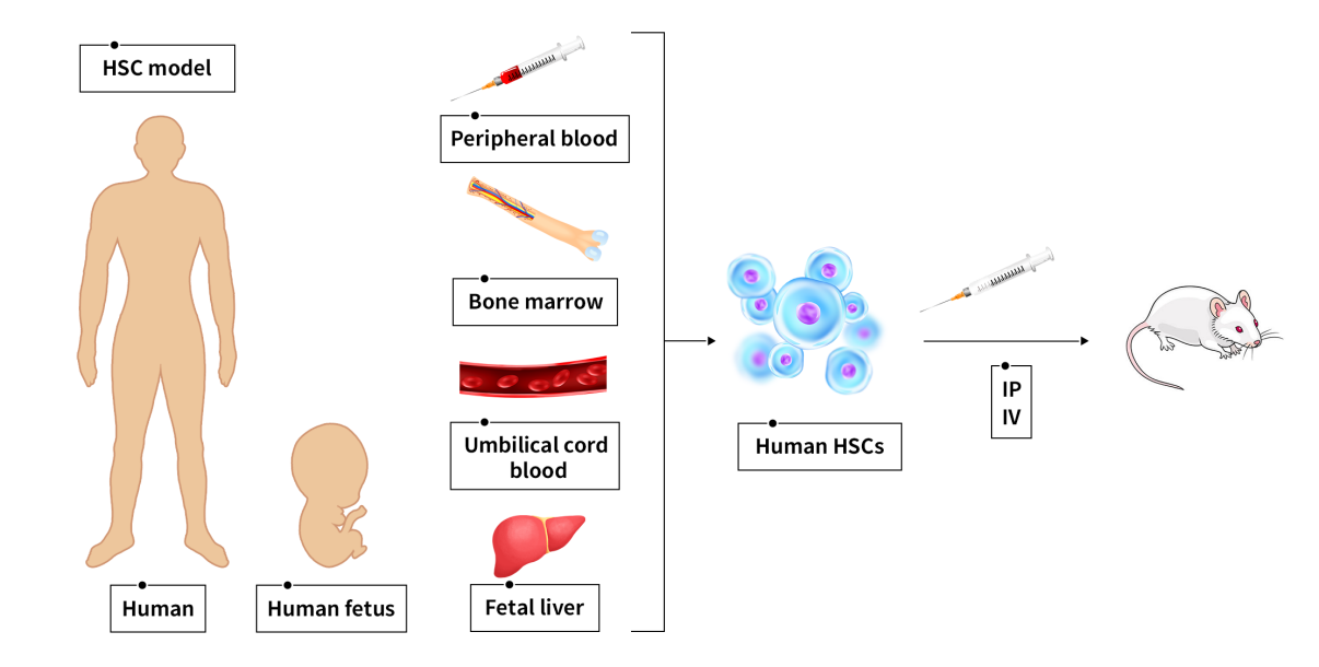 新一代的全免疫系统重建小鼠 新一代的全免疫系统重建小鼠