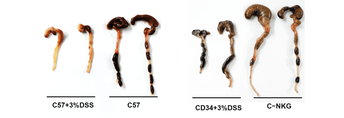 新一代的全免疫系统重建小鼠 新一代的全免疫系统重建小鼠