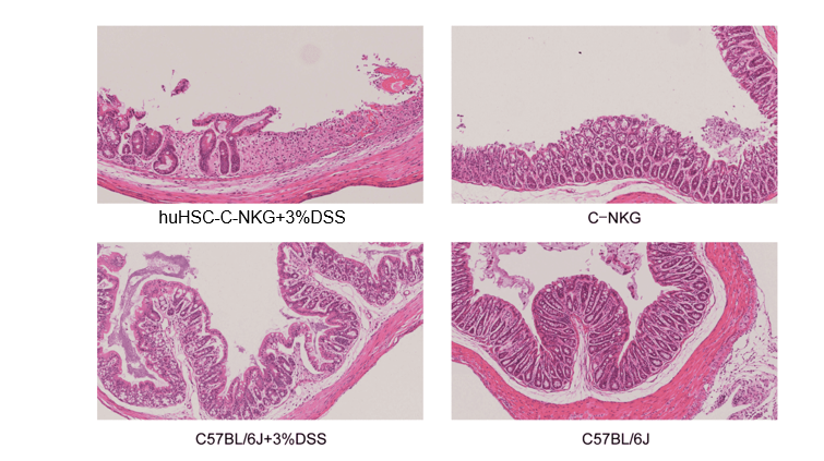 新一代的全免疫系统重建小鼠 新一代的全免疫系统重建小鼠