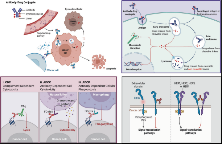 CB17-SCID小鼠 CB17-SCID小鼠