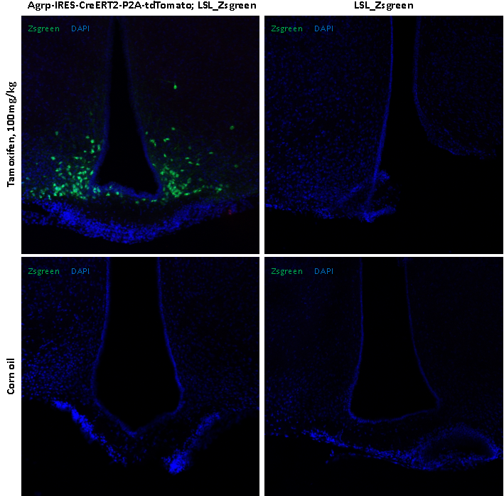 Agrp-IRES-CreERT2-P2A-tdTomato小鼠 Agrp-IRES-CreERT2-P2A-tdTomato小鼠