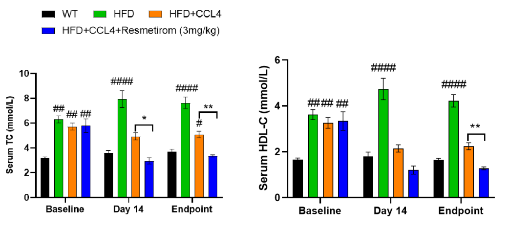 MASH（NASH）小鼠