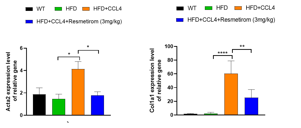 MASH（NASH）小鼠