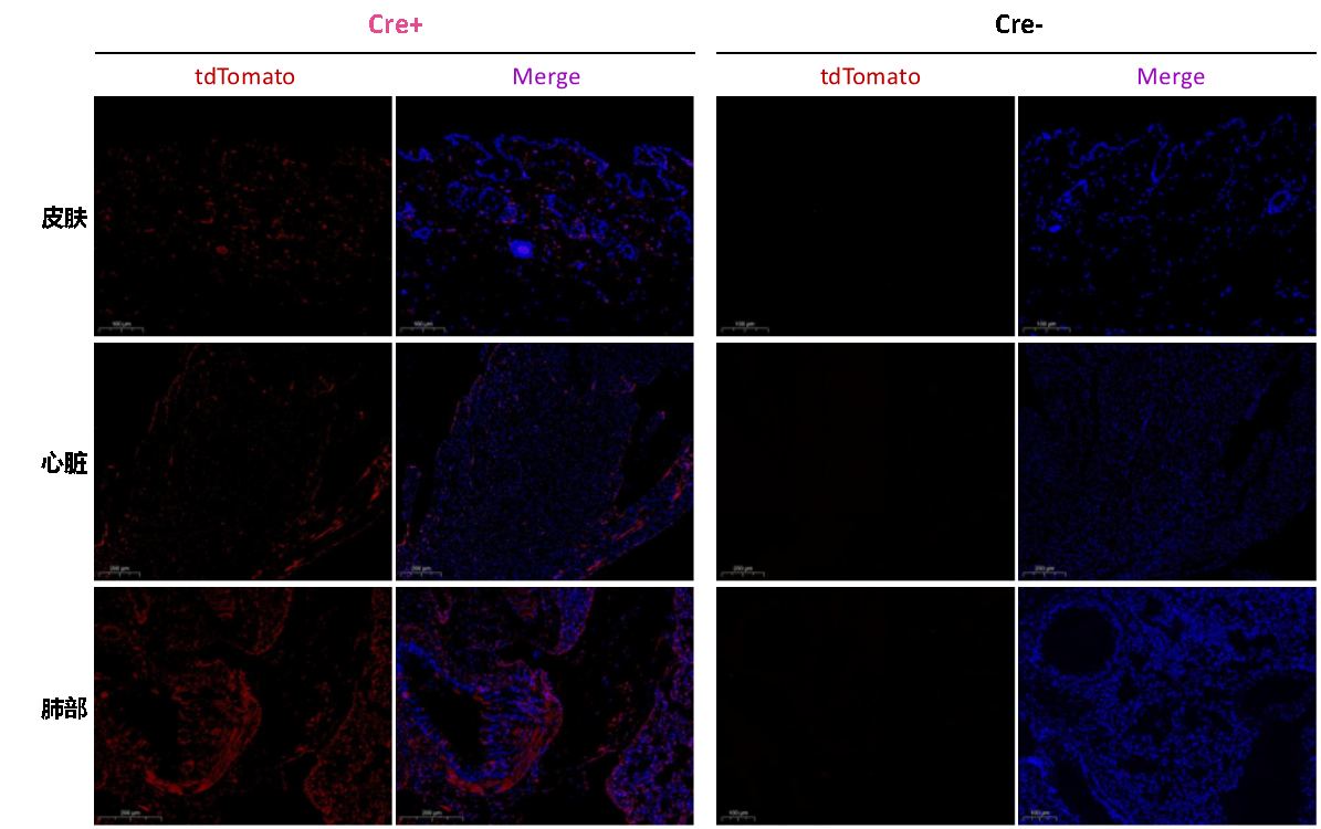 Col1a2-iCre小鼠 Col1a2-iCre小鼠