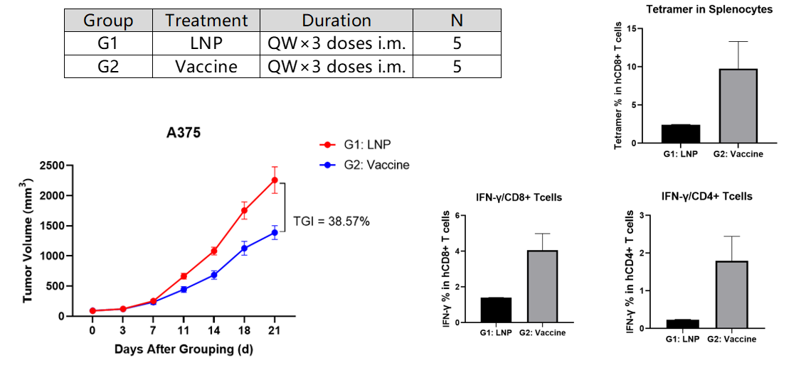 人免疫系统重建小鼠