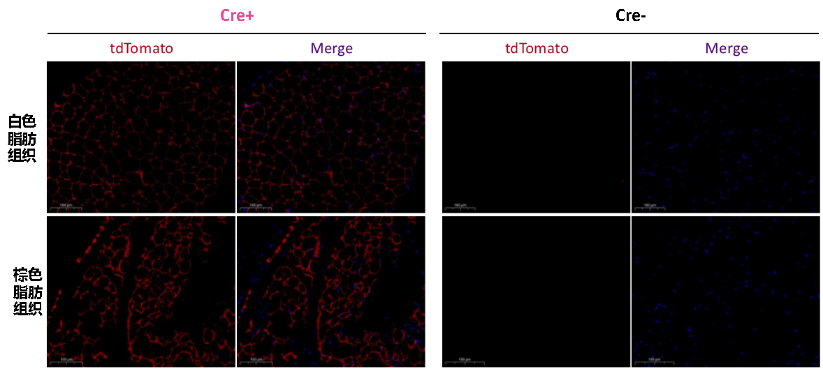 靶向脂肪的Adipoq-iCre小鼠