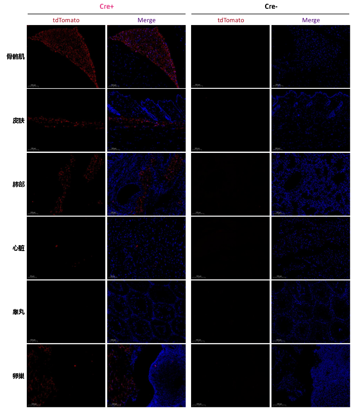 靶向脂肪的Adipoq-iCre小鼠