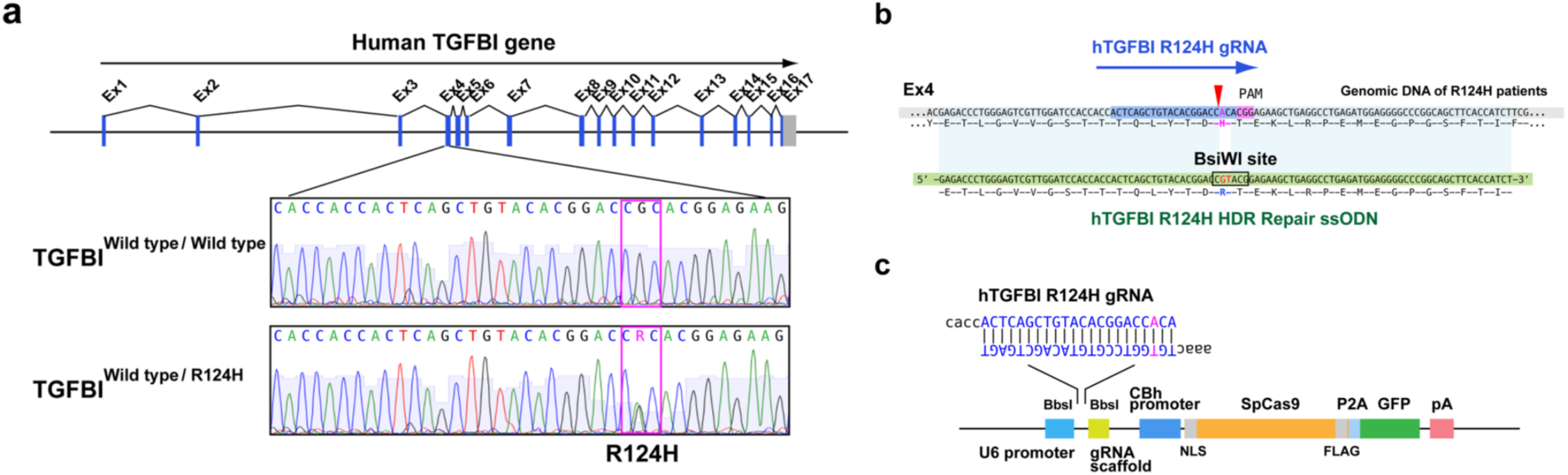 B6-hTGFBI人源化小鼠