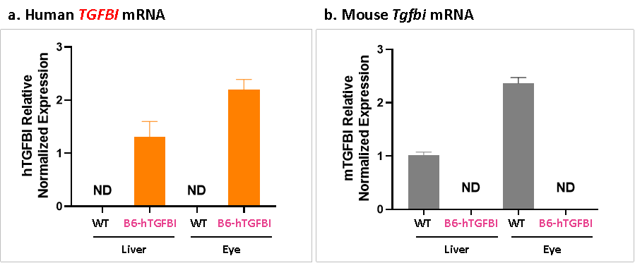 B6-hTGFBI人源化小鼠