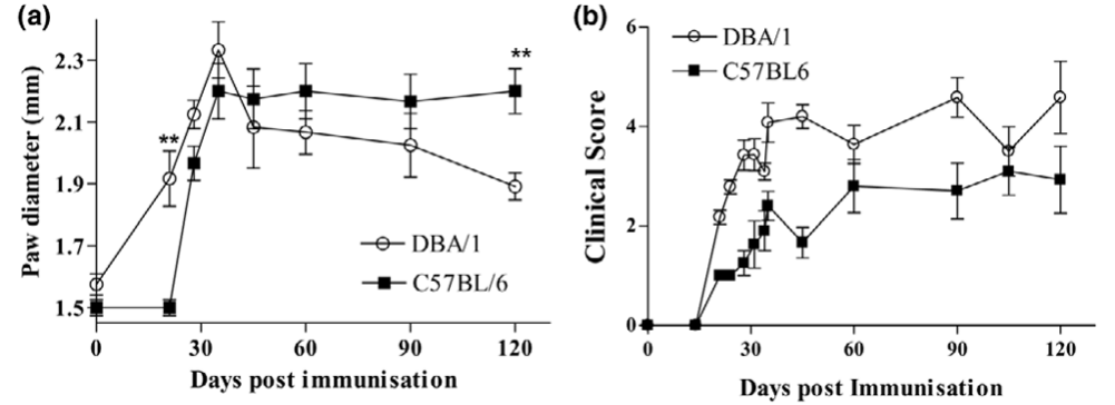 DBA/1-hTNF小鼠