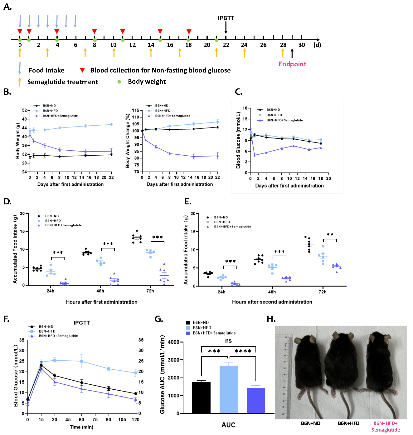 DIO-B6-M小鼠 DIO-B6-M小鼠