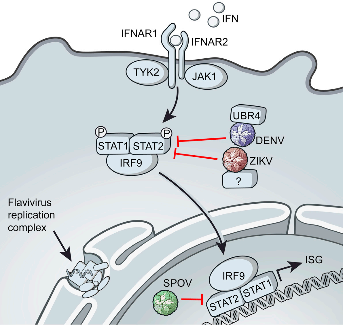 AG129小鼠 AG129小鼠